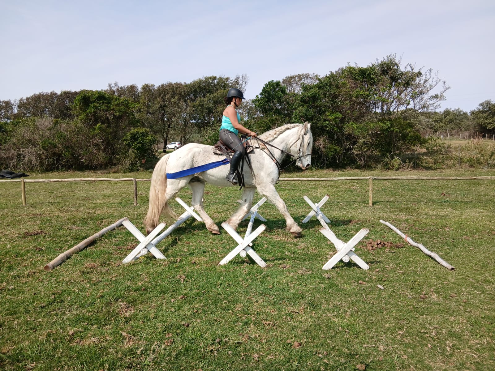 Training the trail horses
